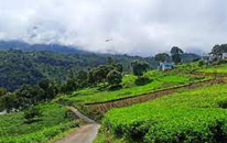Icon image